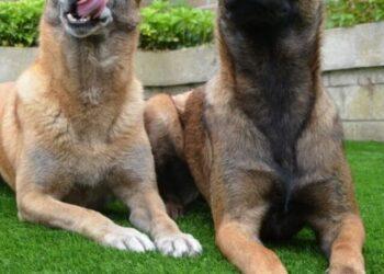 How to Use a Dummy Launcher for Gun Dog Training?