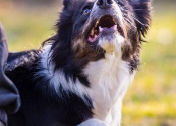 What does Heel mean in Dog Training?