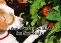 Are Tomatoes Bad for Spaniels?