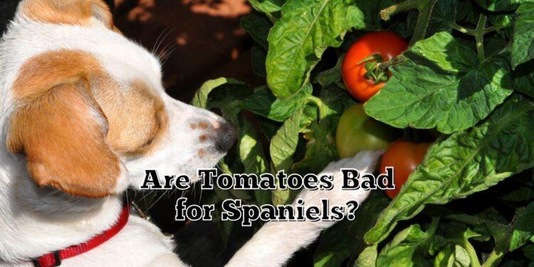 Are Tomatoes Bad for Spaniels?