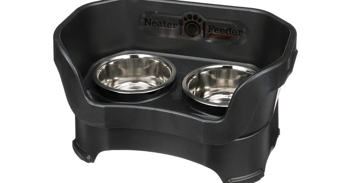 Best Food Bowl for Dog with no Teeth Buyer's Guide