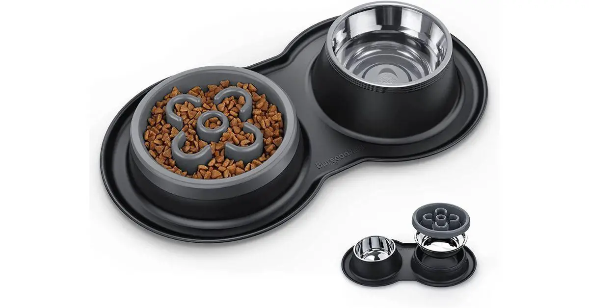 Best Food Bowl for Dog with no Teeth Buyer's Guide