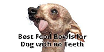 Best Food Bowl for Dog with no Teeth- Buyer's Guide