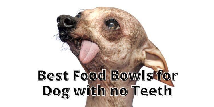 Best Food Bowl for Dog with no Teeth- Buyer's Guide