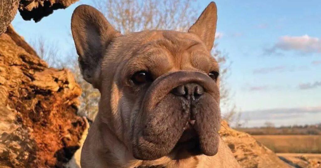 big-rope-french-bulldogs-7-lesser-known-secrets