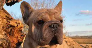 Big Rope French Bulldogs- Basic Breed Information & 7 Less-Known Facts