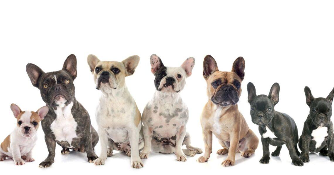 Big Rope French Bulldogs: 7 Lesser-known Secrets