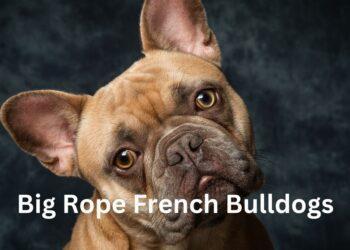 Big Rope French Bulldogs- Basic Breed Information & 7 Less-Known Facts