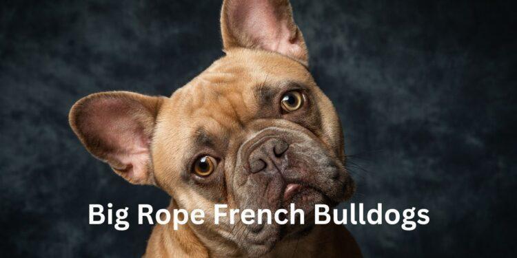 Big Rope French Bulldogs- Basic Breed Information & 7 Less-Known Facts