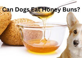 Can Dogs Eat Honey Buns?