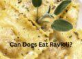 Can Dogs Eat Ravioli? Is there any Better Alternative?