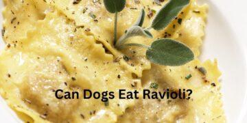 Can Dogs Eat Ravioli? Is there any Better Alternative?