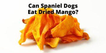 Can Spaniel Dogs Eat Dried Mango?