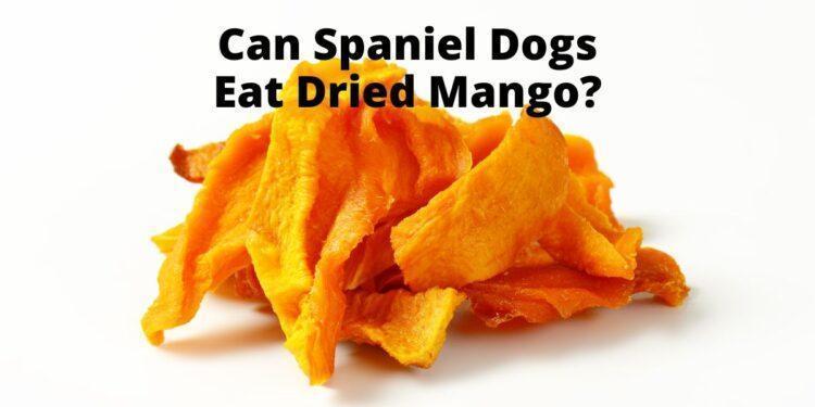 Can Spaniel Dogs Eat Dried Mango?