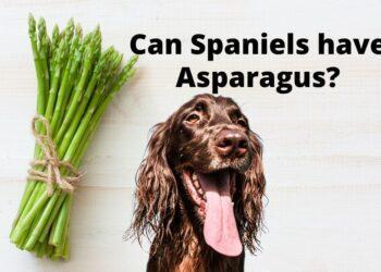 Can Spaniels have Asparagus?