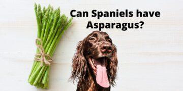 Can Spaniels have Asparagus?