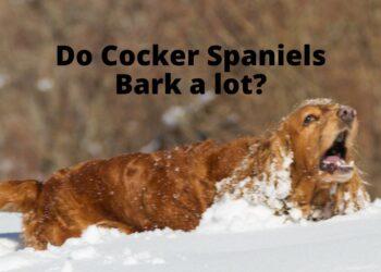 Do Cocker Spaniels Bark a lot?