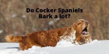 Do Cocker Spaniels Bark a lot?