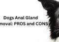 Dogs Anal Gland Removal- Pros and Cons