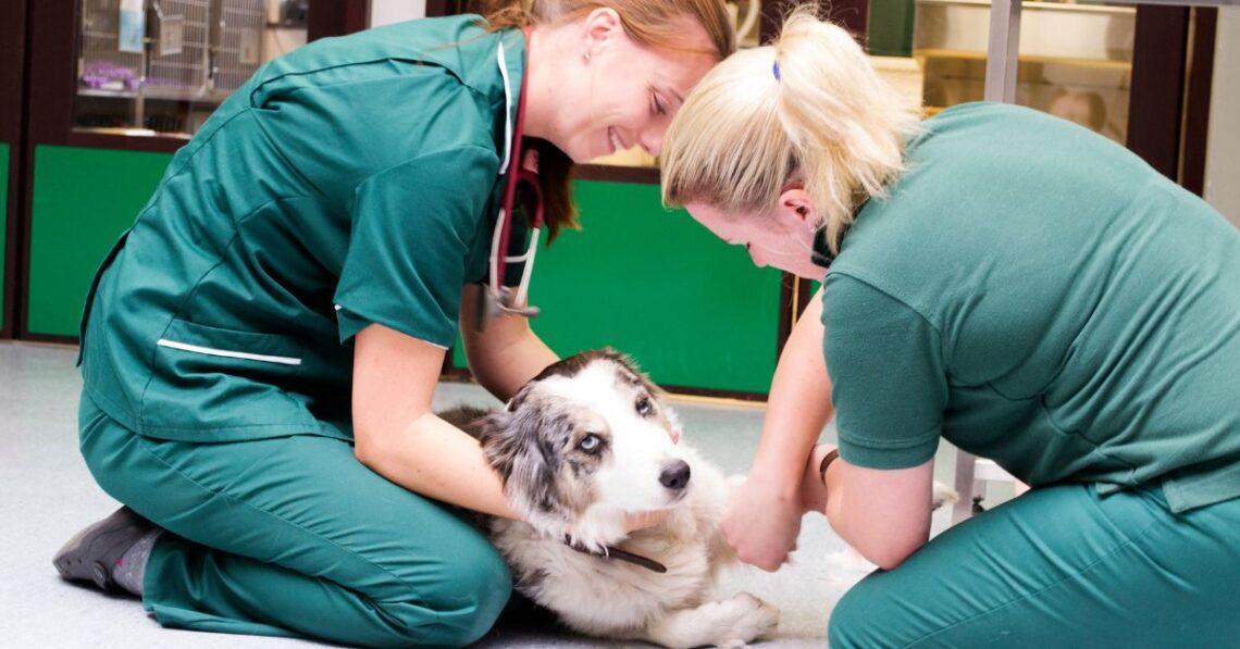 Dogs Anal Gland Removal Pros and Cons