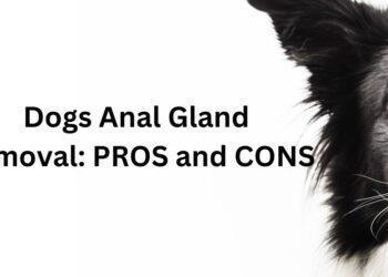 Dogs Anal Gland Removal- Pros and Cons