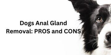 Dogs Anal Gland Removal- Pros and Cons