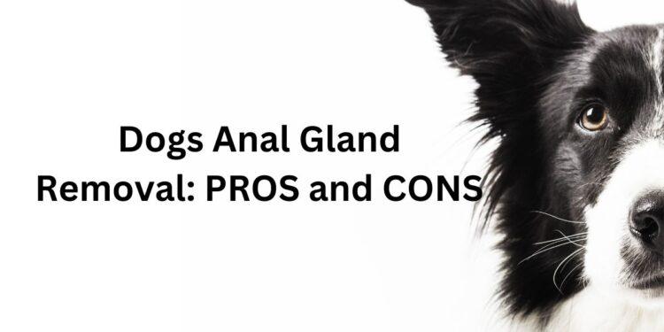 Dogs Anal Gland Removal- Pros and Cons