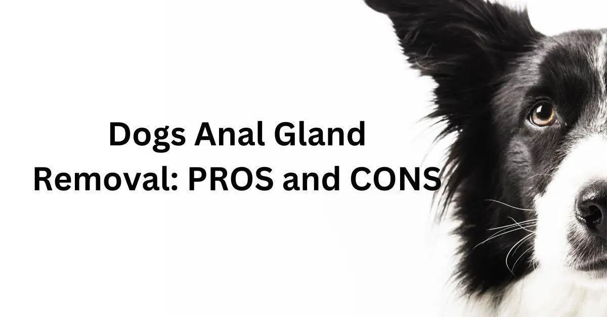 Dogs Anal Gland Removal- Pros and Cons
