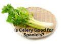 Is Celery Good for Spaniels?