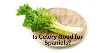 Is Celery Good for Spaniels?