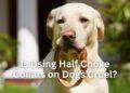 Is Using Half Choke Collars on Dogs Cruel?