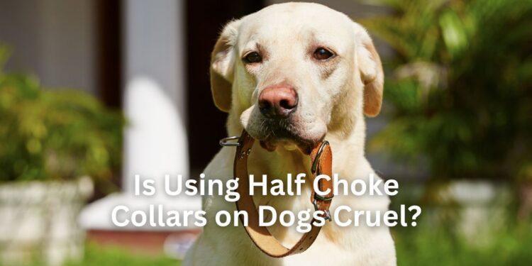 Is Using Half Choke Collars on Dogs Cruel?