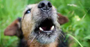 Ten Best Alternatives to Muzzle for Dog Barking at Night