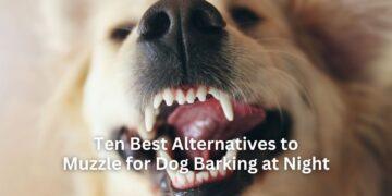 Ten Best Alternatives to Muzzle for Dog Barking at Night