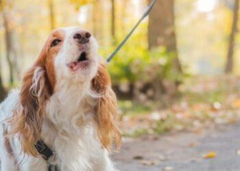 Do Cocker Spaniels Bark a lot?