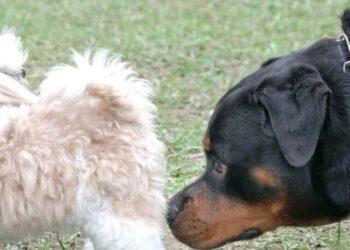 Dogs Anal Gland Removal- Pros and Cons