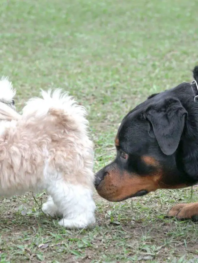 can-a-dog-get-pregnant-when-not-in-heat-spaniel-dogs