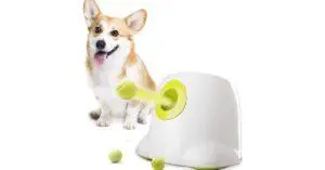 10 Highly Rated Interactive Electronic Dog Toys [2022]