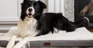 5 Best Dog Beds UK 2022- Comfy, Large, Washable