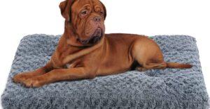 5 Best Dog Beds UK 2022- Comfy, Large, Washable