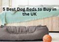 5 Best Dog Beds UK 2022- Comfy, Large, Washable