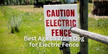 at what age can a puppy use an electric fence