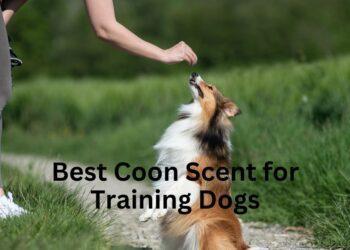 Best Coon Scent for Training Dogs