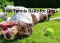 Best Tennis Balls for Dogs