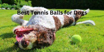 Best Tennis Balls for Dogs