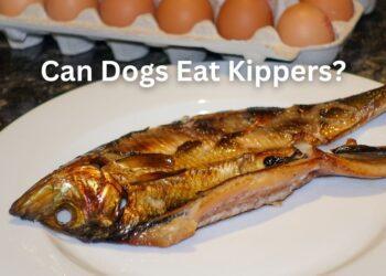 Can Dogs Eat Kippers?