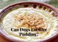 Can Dogs Eat Rice Pudding?