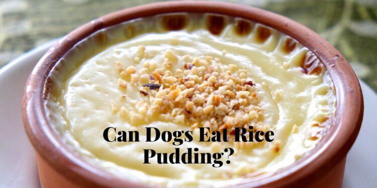 Can Dogs Eat Rice Pudding?