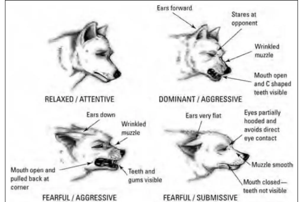 Dog Ear Position Chart- Dog Ear Position Meaning