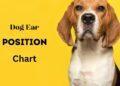 Dog Ear Position Chart- Dog Ear Position Meaning